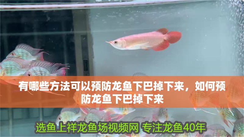有哪些方法可以預(yù)防龍魚下巴掉下來，如何預(yù)防龍魚下巴掉下來 有哪些方法可以預(yù)防龍魚下巴掉下來，如何預(yù)防龍魚下巴掉下來 龍魚百科