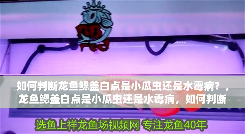魚缸過濾器選購指南:自制魚缸過濾器魚缸上置過濾器對于養魚愛好者的必備知識 如何判斷龍魚鰓蓋白點是小瓜蟲還是水霉病?,龍魚鰓蓋白點是小瓜蟲還是水霉病,如何判斷是小瓜蟲還是水霉病 龍魚百科 如何判斷龍魚鰓蓋白點是小瓜蟲還是水霉病?,龍魚鰓蓋白點是小瓜蟲還是水霉病,如何判斷是小瓜蟲還是水霉病 如何判斷龍魚鰓蓋白點是小瓜蟲還是水霉病?,龍魚鰓蓋白點是小瓜蟲還是水霉病,如何判斷是小瓜蟲還是水霉病 龍魚百科