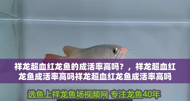 祥龍超血紅龍魚的成活率高嗎？，祥龍超血紅龍魚成活率高嗎祥龍超血紅龍魚成活率高嗎 祥龍超血紅龍魚的成活率高嗎？，祥龍超血紅龍魚成活率高嗎祥龍超血紅龍魚成活率高嗎 龍魚百科