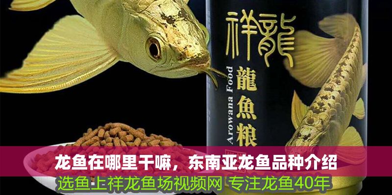 龍魚在哪里干嘛，東南亞龍魚品種介紹