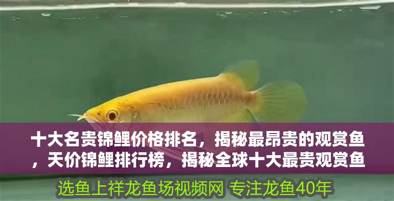 十大名貴錦鯉價(jià)格排名，揭秘最昂貴的觀賞魚，天價(jià)錦鯉排行榜，揭秘全球十大最貴觀賞魚