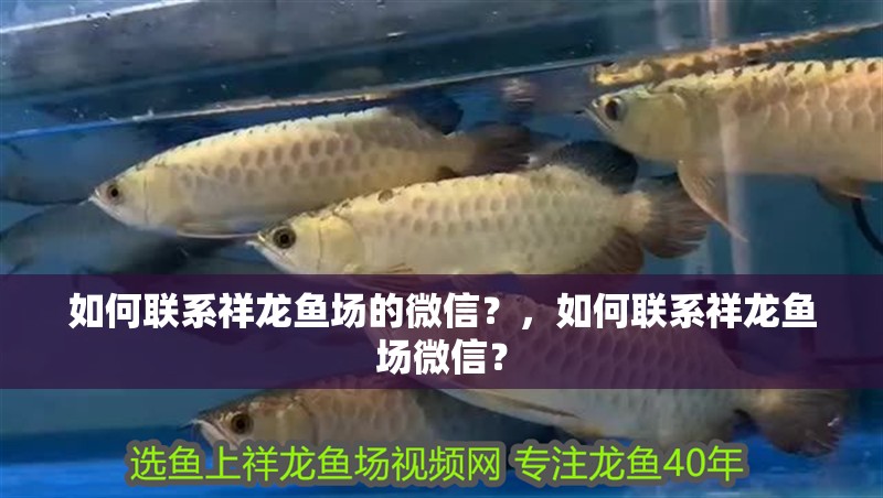 如何聯(lián)系祥龍魚場的微信？，如何聯(lián)系祥龍魚場微信？ 如何聯(lián)系祥龍魚場的微信？，如何聯(lián)系祥龍魚場微信？ 龍魚百科