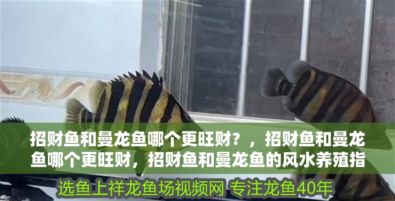 招財魚和曼龍魚哪個更旺財？，招財魚和曼龍魚哪個更旺財，招財魚和曼龍魚的風水養(yǎng)殖指南 招財魚和曼龍魚哪個更旺財？，招財魚和曼龍魚哪個更旺財，招財魚和曼龍魚的風水養(yǎng)殖指南 龍魚百科