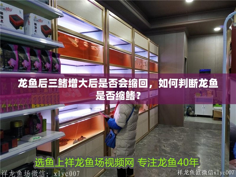 龍魚后三鰭增大后是否會縮回，如何判斷龍魚是否縮鰭？