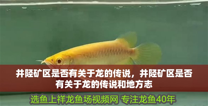 龍魚干蝦有營養(yǎng)嗎 井陘礦區(qū)是否有關(guān)于龍的傳說,井陘礦區(qū)是否有關(guān)于龍的傳說和地方志 龍魚百科 井陘礦區(qū)是否有關(guān)于龍的傳說,井陘礦區(qū)是否有關(guān)于龍的傳說和地方志 井陘礦區(qū)是否有關(guān)于龍的傳說,井陘礦區(qū)是否有關(guān)于龍的傳說和地方志 龍魚百科