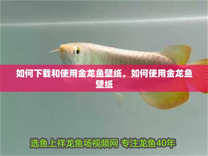 龍魚干蝦有營養嗎 如何下載和使用金龍魚壁紙,如何使用金龍魚壁紙 龍魚百科 如何下載和使用金龍魚壁紙,如何使用金龍魚壁紙 如何下載和使用金龍魚壁紙,如何使用金龍魚壁紙 龍魚百科