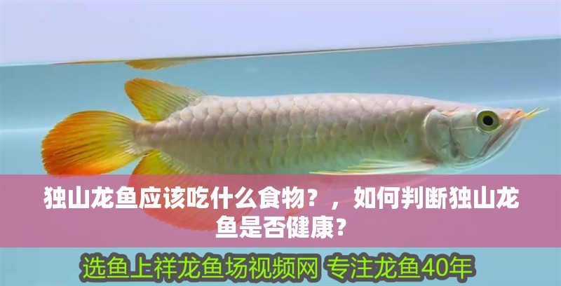 獨山龍魚應(yīng)該吃什么食物？，如何判斷獨山龍魚是否健康？ 獨山龍魚應(yīng)該吃什么食物？，如何判斷獨山龍魚是否健康？ 龍魚百科