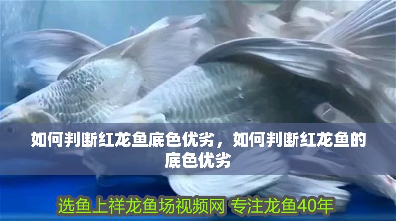 魚缸過濾器選購指南:自制魚缸過濾器魚缸上置過濾器對于養(yǎng)魚愛好者的必備知識 如何判斷紅龍魚底色優(yōu)劣,如何判斷紅龍魚的底色優(yōu)劣 龍魚百科 如何判斷紅龍魚底色優(yōu)劣,如何判斷紅龍魚的底色優(yōu)劣 如何判斷紅龍魚底色優(yōu)劣,如何判斷紅龍魚的底色優(yōu)劣 龍魚百科