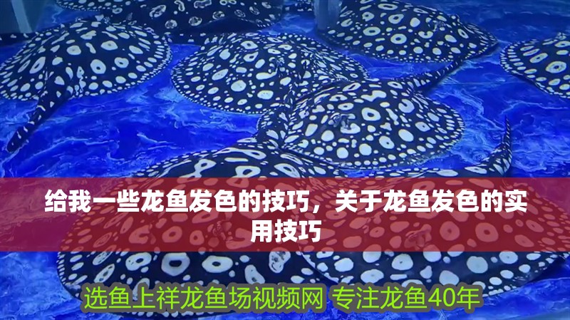 給我一些龍魚發色的技巧，關于龍魚發色的實用技巧 給我一些龍魚發色的技巧，關于龍魚發色的實用技巧 龍魚百科