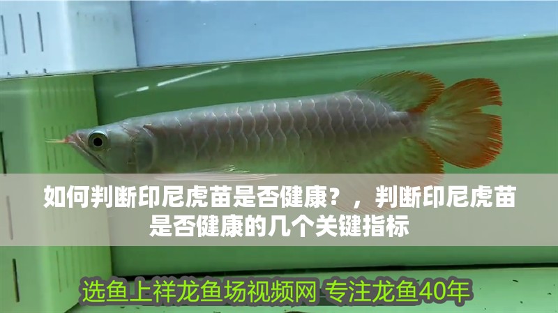 如何判斷印尼虎苗是否健康？，判斷印尼虎苗是否健康的幾個關鍵指標 如何判斷印尼虎苗是否健康？，判斷印尼虎苗是否健康的幾個關鍵指標 龍魚百科
