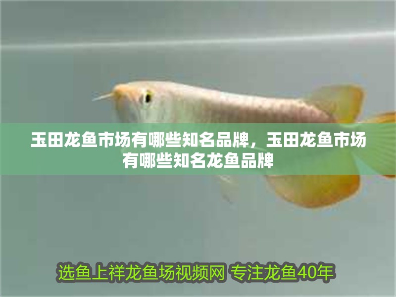 玉田龍魚市場有哪些知名品牌，玉田龍魚市場有哪些知名龍魚品牌 玉田龍魚市場有哪些知名品牌，玉田龍魚市場有哪些知名龍魚品牌 龍魚百科