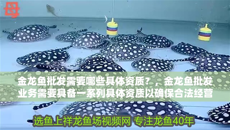 金龍魚批發需要哪些具體資質？，金龍魚批發業務需要具備一系列具體資質以確保合法經營 金龍魚批發需要哪些具體資質？，金龍魚批發業務需要具備一系列具體資質以確保合法經營 龍魚百科