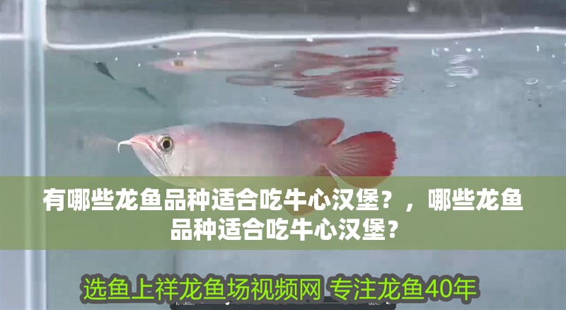 魚缸過濾器選購指南:自制魚缸過濾器魚缸上置過濾器對于養魚愛好者的必備知識 有哪些龍魚品種適合吃牛心漢堡?,哪些龍魚品種適合吃牛心漢堡? 龍魚百科 有哪些龍魚品種適合吃牛心漢堡?,哪些龍魚品種適合吃牛心漢堡? 有哪些龍魚品種適合吃牛心漢堡?,哪些龍魚品種適合吃牛心漢堡? 龍魚百科
