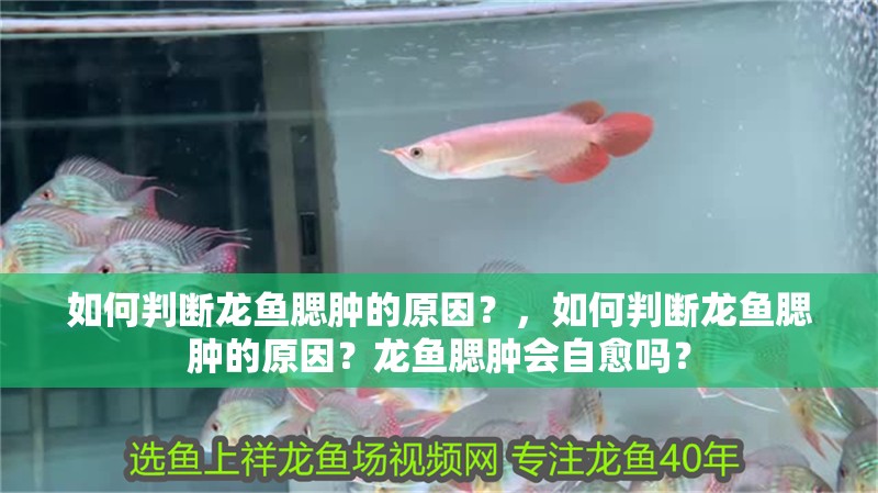 如何判斷龍魚腮腫的原因？，如何判斷龍魚腮腫的原因？龍魚腮腫會自愈嗎？ 如何判斷龍魚腮腫的原因？，如何判斷龍魚腮腫的原因？龍魚腮腫會自愈嗎？ 龍魚百科