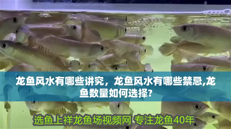魚缸過濾器選購指南:自制魚缸過濾器魚缸上置過濾器對于養魚愛好者的必備知識 龍魚風水有哪些講究,龍魚風水有哪些禁忌,龍魚數量如何選擇? 龍魚百科 龍魚風水有哪些講究,龍魚風水有哪些禁忌,龍魚數量如何選擇? 龍魚風水有哪些講究,龍魚風水有哪些禁忌,龍魚數量如何選擇? 龍魚百科