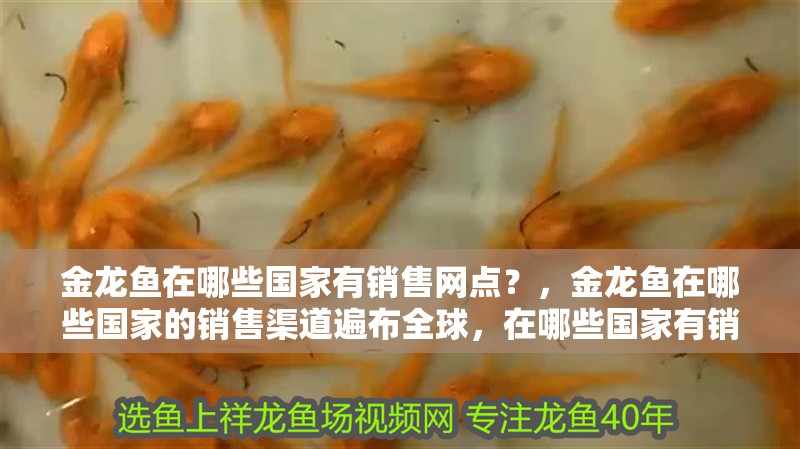金龍魚在哪些國家有銷售網點？，金龍魚在哪些國家的銷售渠道遍布全球，在哪些國家有銷售網點 金龍魚在哪些國家有銷售網點？，金龍魚在哪些國家的銷售渠道遍布全球，在哪些國家有銷售網點 龍魚百科