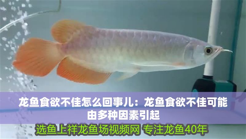 龍魚(yú)食欲不佳怎么回事兒：龍魚(yú)食欲不佳可能由多種因素引起