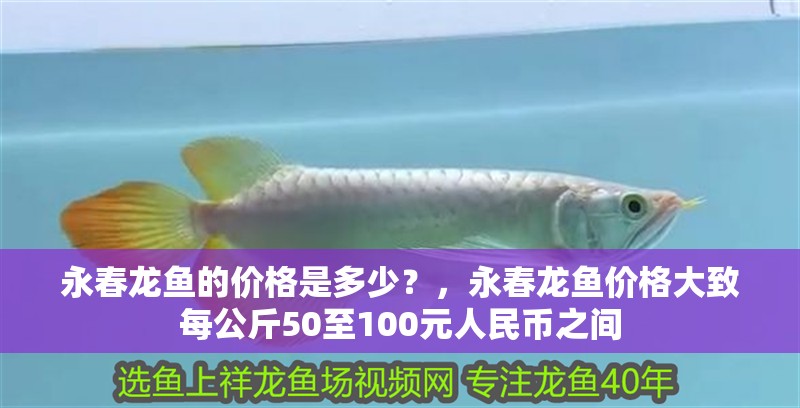 永春龍魚的價格是多少？，永春龍魚價格大致每公斤50至100元人民幣之間