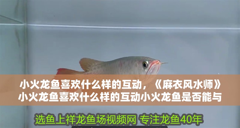 小火龍魚喜歡什么樣的互動，《麻衣風水師》小火龍魚喜歡什么樣的互動小火龍魚是否能與人互動 小火龍魚喜歡什么樣的互動，《麻衣風水師》小火龍魚喜歡什么樣的互動小火龍魚是否能與人互動 龍魚百科