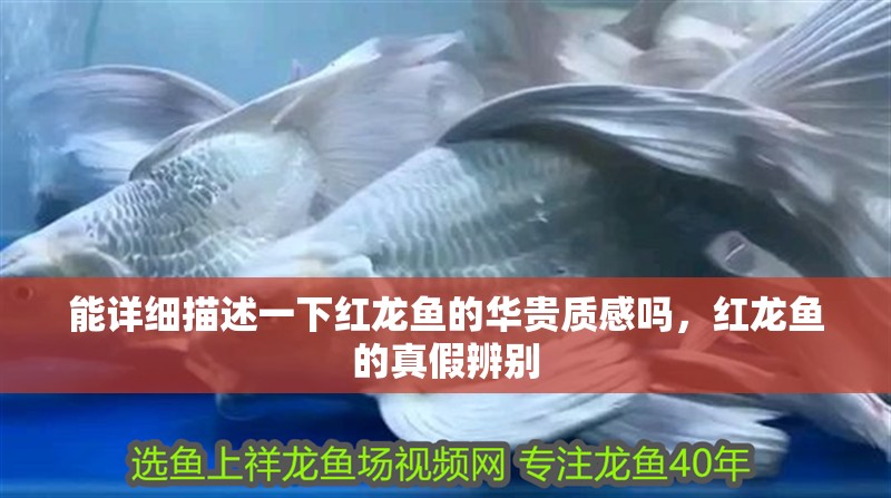 魚缸用增氧泵價格是多少:魚缸增氧機-xtrac增氧機-xtrac增氧機 能詳細描述一下紅龍魚的華貴質感嗎,紅龍魚的真假辨別 龍魚百科 能詳細描述一下紅龍魚的華貴質感嗎,紅龍魚的真假辨別 能詳細描述一下紅龍魚的華貴質感嗎,紅龍魚的真假辨別 龍魚百科