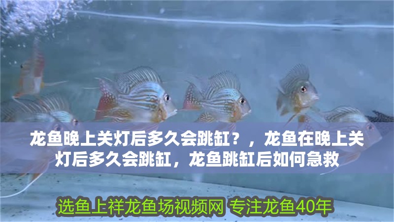 魚缸過濾器選購指南:自制魚缸過濾器魚缸上置過濾器對于養魚愛好者的必備知識 龍魚晚上關燈后多久會跳缸?,龍魚在晚上關燈后多久會跳缸,龍魚跳缸后如何急救 龍魚百科 龍魚晚上關燈后多久會跳缸?,龍魚在晚上關燈后多久會跳缸,龍魚跳缸后如何急救 龍魚晚上關燈后多久會跳缸?,龍魚在晚上關燈后多久會跳缸,龍魚跳缸后如何急救 龍魚百科