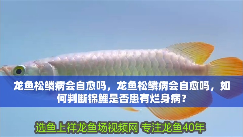 紅龍魚用黃燈烤有用嗎 龍魚松鱗病會(huì)自愈嗎,龍魚松鱗病會(huì)自愈嗎,如何判斷錦鯉是否患有爛身病? 龍魚百科 龍魚松鱗病會(huì)自愈嗎,龍魚松鱗病會(huì)自愈嗎,如何判斷錦鯉是否患有爛身病? 龍魚松鱗病會(huì)自愈嗎,龍魚松鱗病會(huì)自愈嗎,如何判斷錦鯉是否患有爛身病? 龍魚百科