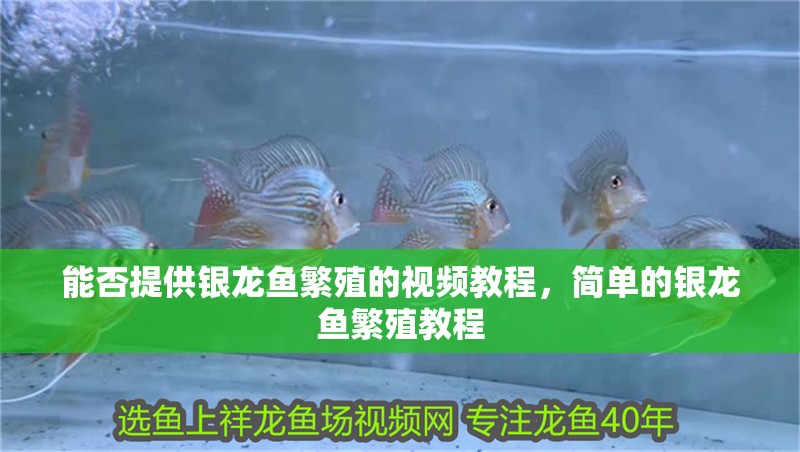 能否提供銀龍魚繁殖的視頻教程，簡單的銀龍魚繁殖教程 能否提供銀龍魚繁殖的視頻教程，簡單的銀龍魚繁殖教程 龍魚百科