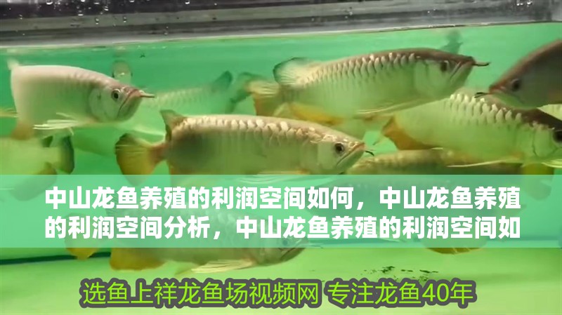 魚缸過濾器選購指南:自制魚缸過濾器魚缸上置過濾器對于養魚愛好者的必備知識 中山龍魚養殖的利潤空間如何,中山龍魚養殖的利潤空間分析,中山龍魚養殖的利潤空間如何 龍魚百科 中山龍魚養殖的利潤空間如何,中山龍魚養殖的利潤空間分析,中山龍魚養殖的利潤空間如何 中山龍魚養殖的利潤空間如何,中山龍魚養殖的利潤空間分析,中山龍魚養殖的利潤空間如何 龍魚百科