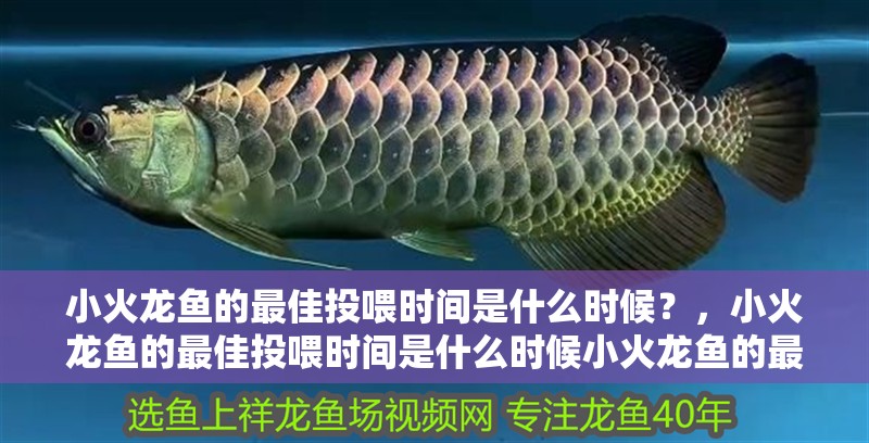 小火龍魚的最佳投喂時間是什么時候？，小火龍魚的最佳投喂時間是什么時候小火龍魚的最佳投喂時間 小火龍魚的最佳投喂時間是什么時候？，小火龍魚的最佳投喂時間是什么時候小火龍魚的最佳投喂時間 龍魚百科