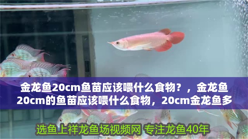 金龍魚20cm魚苗應該喂什么食物？，金龍魚20cm的魚苗應該喂什么食物，20cm金龍魚多久喂一次 金龍魚20cm魚苗應該喂什么食物？，金龍魚20cm的魚苗應該喂什么食物，20cm金龍魚多久喂一次 龍魚百科
