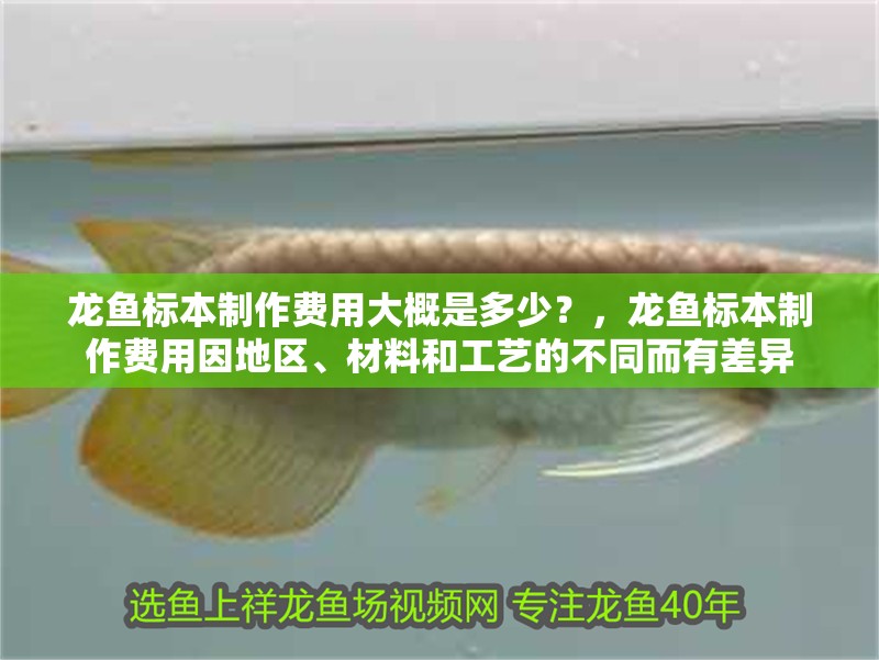 給大魚缸換水的頻率是固定的,而是需要根據(jù)多種因素來確定:給大魚缸換水的頻率不是固定的,而是需要根據(jù)多種因素來確定 龍魚標(biāo)本制作費(fèi)用大概是多少?,龍魚標(biāo)本制作費(fèi)用因地區(qū)、材料和工藝的不同而有差異 龍魚百科 龍魚標(biāo)本制作費(fèi)用大概是多少?,龍魚標(biāo)本制作費(fèi)用因地區(qū)、材料和工藝的不同而有差異 龍魚標(biāo)本制作費(fèi)用大概是多少?,龍魚標(biāo)本制作費(fèi)用因地區(qū)、材料和工藝的不同而有差異 龍魚百科
