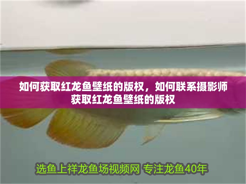 如何獲取紅龍魚壁紙的版權，如何聯系攝影師獲取紅龍魚壁紙的版權 如何獲取紅龍魚壁紙的版權，如何聯系攝影師獲取紅龍魚壁紙的版權 龍魚百科