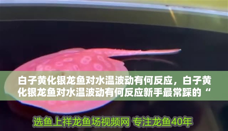 我的虎魚真菌感染了要怎么處理 白子黃化銀龍魚對水溫波動有何反應,白子黃化銀龍魚對水溫波動有何反應新手最常踩的“死亡陷阱” 龍魚百科 白子黃化銀龍魚對水溫波動有何反應,白子黃化銀龍魚對水溫波動有何反應新手最常踩的“死亡陷阱” 白子黃化銀龍魚對水溫波動有何反應,白子黃化銀龍魚對水溫波動有何反應新手最常踩的“死亡陷阱” 龍魚百科