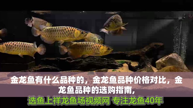 金龍魚有什么品種的，金龍魚品種價格對比，金龍魚品種的選購指南, 金龍魚有什么品種的，金龍魚品種價格對比，金龍魚品種的選購指南, 龍魚百科 第2張
