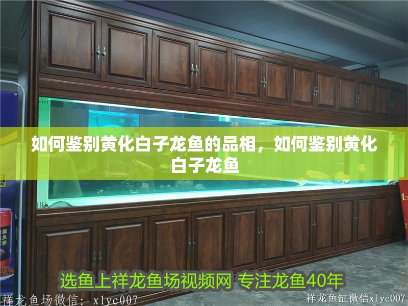 如何鑒別黃化白子龍魚(yú)的品相，如何鑒別黃化白子龍魚(yú) 如何鑒別黃化白子龍魚(yú)的品相，如何鑒別黃化白子龍魚(yú) 龍魚(yú)百科