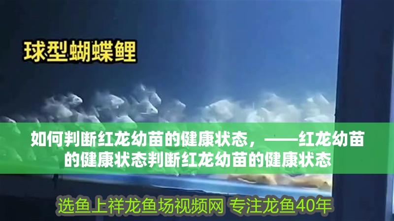 魚缸用增氧泵價格是多少:魚缸增氧機-xtrac增氧機-xtrac增氧機 如何判斷紅龍幼苗的健康狀態,——紅龍幼苗的健康狀態判斷紅龍幼苗的健康狀態 龍魚百科 如何判斷紅龍幼苗的健康狀態,——紅龍幼苗的健康狀態判斷紅龍幼苗的健康狀態 如何判斷紅龍幼苗的健康狀態,——紅龍幼苗的健康狀態判斷紅龍幼苗的健康狀態 龍魚百科