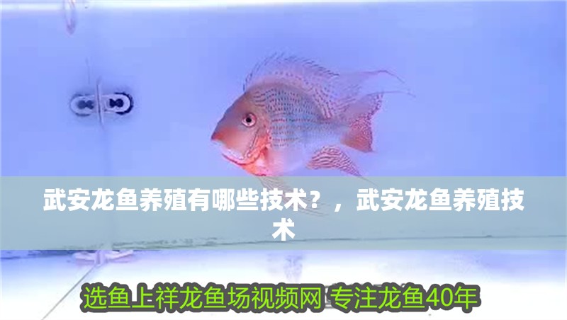 武安龍魚養殖有哪些技術？，武安龍魚養殖技術 武安龍魚養殖有哪些技術？，武安龍魚養殖技術 龍魚百科