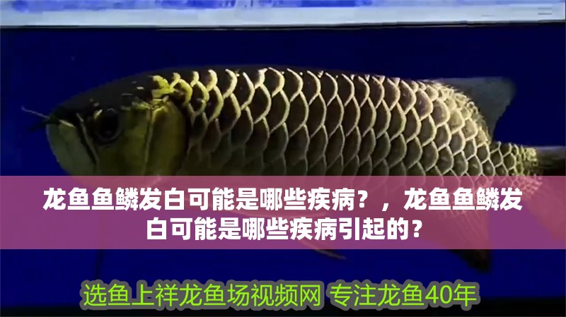 龍魚魚鱗發白可能是哪些疾病？，龍魚魚鱗發白可能是哪些疾病引起的？ 龍魚魚鱗發白可能是哪些疾病？，龍魚魚鱗發白可能是哪些疾病引起的？ 龍魚百科