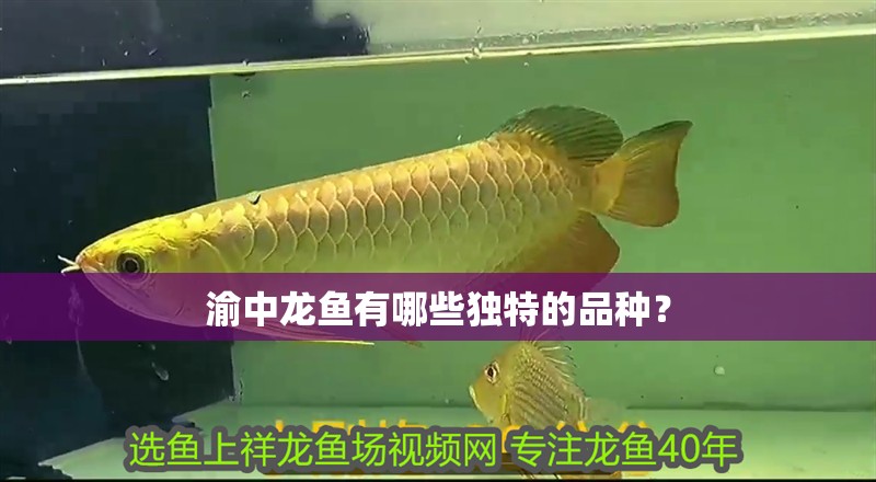 渝中龍魚有哪些獨特的品種？ 渝中龍魚有哪些獨特的品種？ 龍魚百科