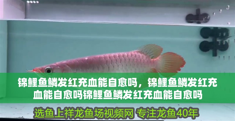 魚缸過濾器選購指南:自制魚缸過濾器魚缸上置過濾器對于養魚愛好者的必備知識 錦鯉魚鱗發紅充血能自愈嗎,錦鯉魚鱗發紅充血能自愈嗎錦鯉魚鱗發紅充血能自愈嗎 龍魚百科 錦鯉魚鱗發紅充血能自愈嗎,錦鯉魚鱗發紅充血能自愈嗎錦鯉魚鱗發紅充血能自愈嗎 錦鯉魚鱗發紅充血能自愈嗎,錦鯉魚鱗發紅充血能自愈嗎錦鯉魚鱗發紅充血能自愈嗎 龍魚百科