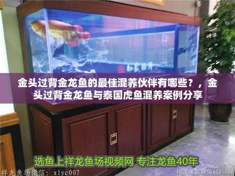 金頭過背金龍魚的最佳混養伙伴有哪些？，金頭過背金龍魚與泰國虎魚混養案例分享 金頭過背金龍魚的最佳混養伙伴有哪些？，金頭過背金龍魚與泰國虎魚混養案例分享 龍魚百科