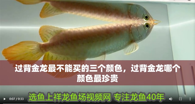 印尼虎魚多少溫度飼養最好:印尼虎魚多少溫度飼養最好印尼虎魚多少溫度飼養最好 過背金龍最不能買的三個顏色,過背金龍哪個顏色最珍貴 龍魚百科 過背金龍最不能買的三個顏色,過背金龍哪個顏色最珍貴 過背金龍最不能買的三個顏色,過背金龍哪個顏色最珍貴 龍魚百科