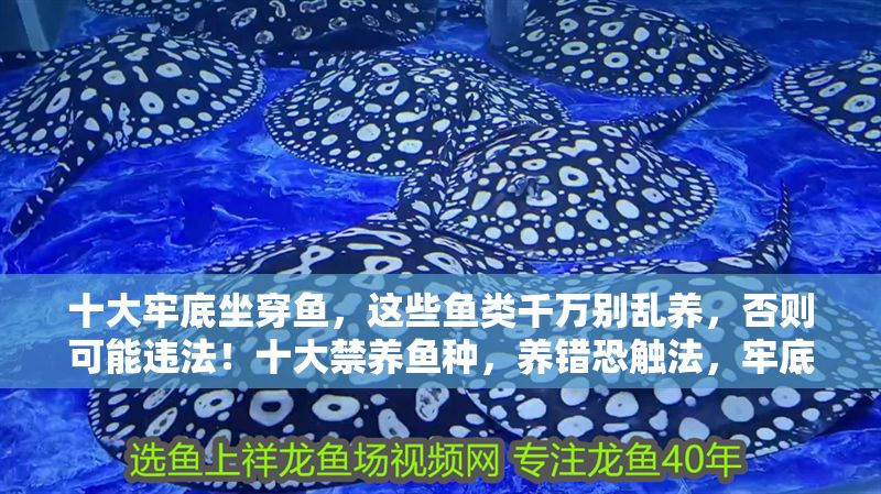 十大牢底坐穿魚，這些魚類千萬別亂養，否則可能違法！十大禁養魚種，養錯恐觸法，牢底坐穿風險高！ 十大牢底坐穿魚，這些魚類千萬別亂養，否則可能違法！十大禁養魚種，養錯恐觸法，牢底坐穿風險高！ 龍魚百科 第1張