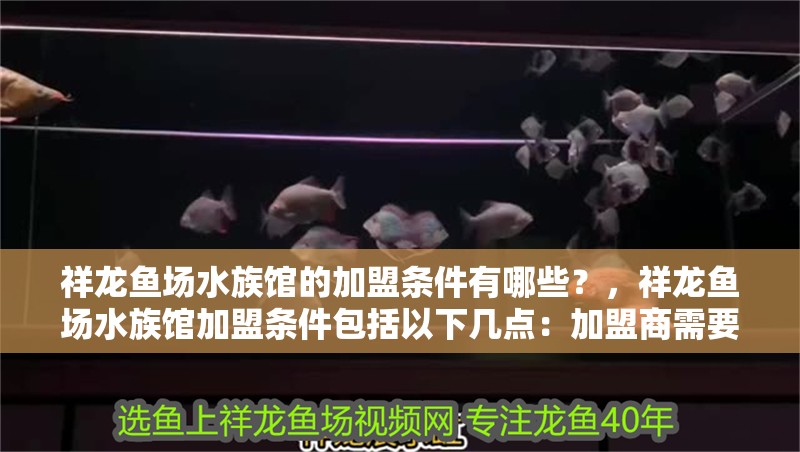 祥龍魚場水族館的加盟條件有哪些？，祥龍魚場水族館加盟條件包括以下幾點：加盟商需要具備一定的經濟實力和商業背景 祥龍魚場水族館的加盟條件有哪些？，祥龍魚場水族館加盟條件包括以下幾點：加盟商需要具備一定的經濟實力和商業背景 龍魚百科