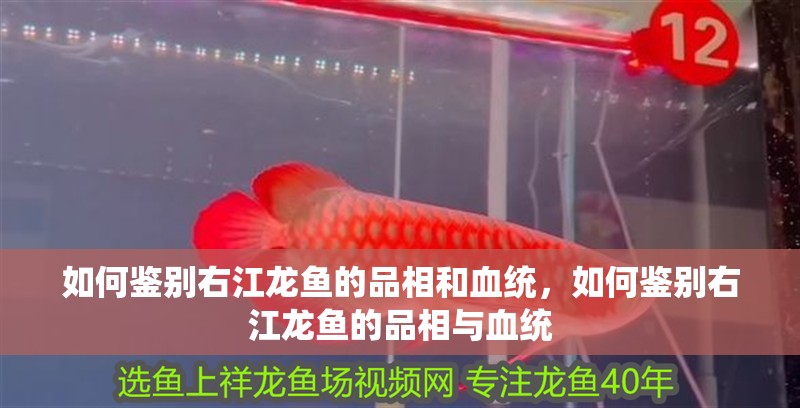 魚缸過濾器選購指南:自制魚缸過濾器魚缸上置過濾器對于養魚愛好者的必備知識 如何鑒別右江龍魚的品相和血統,如何鑒別右江龍魚的品相與血統 龍魚百科 如何鑒別右江龍魚的品相和血統,如何鑒別右江龍魚的品相與血統 如何鑒別右江龍魚的品相和血統,如何鑒別右江龍魚的品相與血統 龍魚百科
