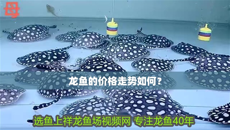龍魚干蝦有營養嗎 龍魚的價格走勢如何? 龍魚百科 龍魚的價格走勢如何? 龍魚的價格走勢如何? 龍魚百科