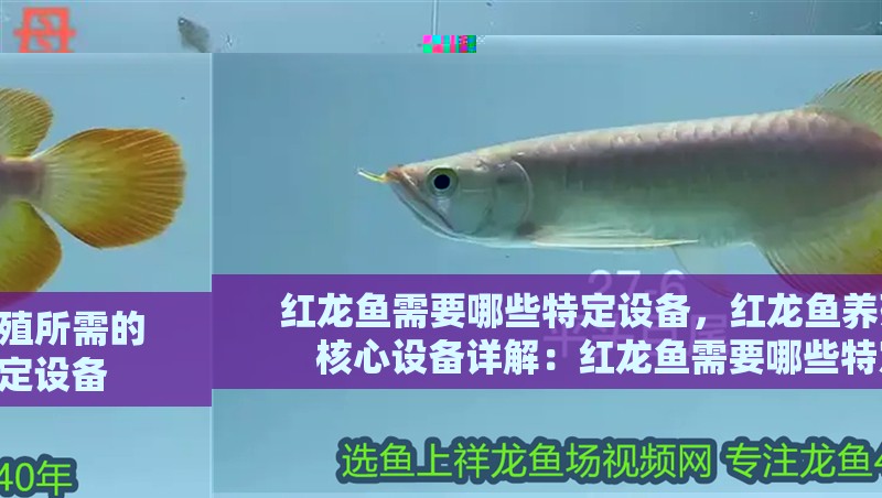 紅龍魚需要哪些特定設備，紅龍魚養(yǎng)殖所需的核心設備詳解：紅龍魚需要哪些特定設備 紅龍魚需要哪些特定設備，紅龍魚養(yǎng)殖所需的核心設備詳解：紅龍魚需要哪些特定設備 龍魚百科