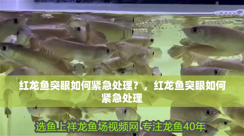 紅龍魚用黃燈烤有用嗎 紅龍魚突眼如何緊急處理?,紅龍魚突眼如何緊急處理 龍魚百科 紅龍魚突眼如何緊急處理?,紅龍魚突眼如何緊急處理 紅龍魚突眼如何緊急處理?,紅龍魚突眼如何緊急處理 龍魚百科