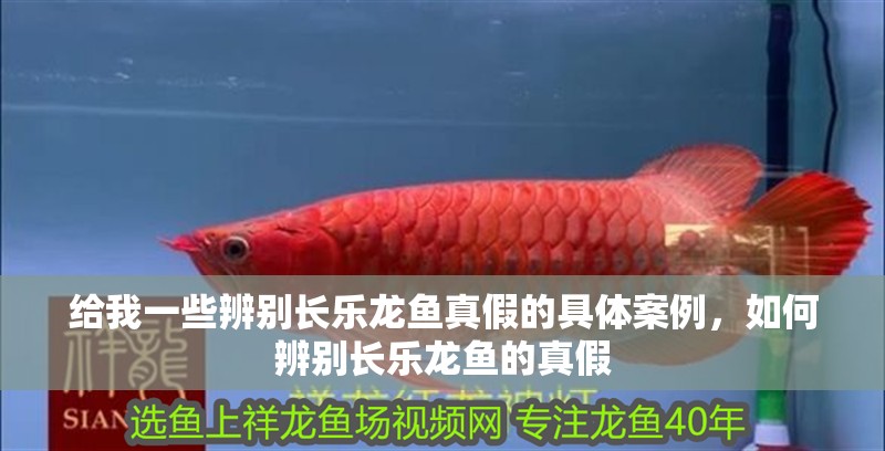 給我一些辨別長樂龍魚真假的具體案例，如何辨別長樂龍魚的真假 給我一些辨別長樂龍魚真假的具體案例，如何辨別長樂龍魚的真假 龍魚百科