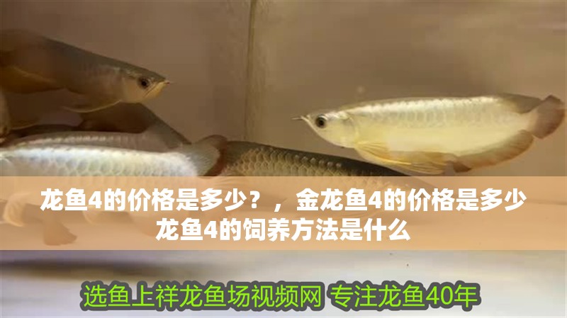 龍魚4的價格是多少？，金龍魚4的價格是多少龍魚4的飼養方法是什么